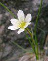 lloydia flower remedy