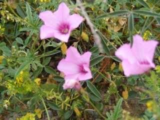 morning-glory