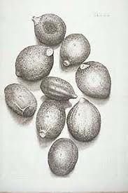 assorted seed essence