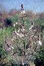 asphodel