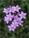 bach centaury