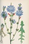 bach chicory