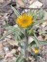christ thorn flower essence