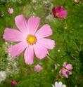 cosmos flower essence