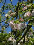 bach crab apple