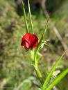 crimson pea