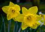 daffodilsmall