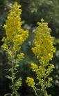 golden rod flower essence