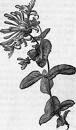 Honeysuckle