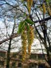 Hornbeam