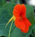 Nasturnium