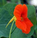 nasturtium_727354852