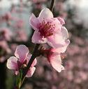 peach