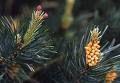 pine