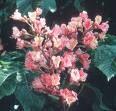 red chestnut