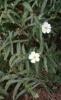 rock rose flower oil