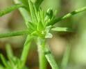 scleranthus
