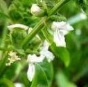 basil