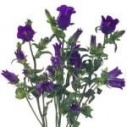 bellflower
