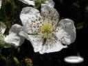 blackberry flower essence