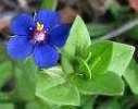 blue pimpernel flower essence