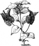 borganvillia