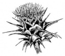 thistle