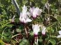cyclamen flower essence