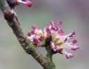 bach elm
