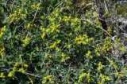 euphorbia