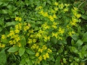 euphorbia_lunar