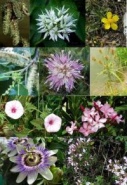 flower_combo_badge