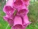 Lunar Foxglove