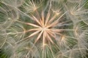 goatshead_seed