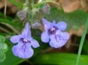 ground_ivy_859778235