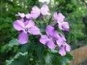 HONESTY FLOWER ESSENCE