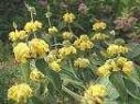 jerusalem sage