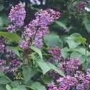 LILAC FLOWER ESSENCE