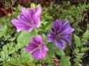 mallow