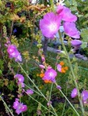 mallow_sidalcea_1207024602