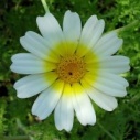 margarita_badge