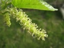 mulberry
