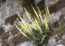 mullein