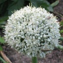ONION FLOWER ESSENCE