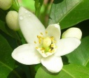 orange flower essence