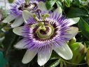 passion_flower_367318563