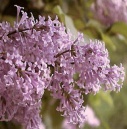 PERSIAN LILAC FLOWER ESSENCE