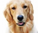 pets_corner