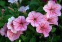 PETUNIA FLOWER ESSENCE