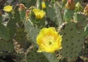prickly pear flower essence